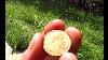 Fantastic Gold Coin Found Treasure Hunting On The Alps