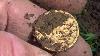 Gold Coin Found Find Of A Life Time Quest 4 Treasure 95 By Quest For Details
